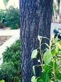 tree trunk