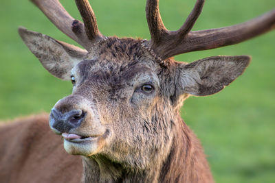 Close-up of deer