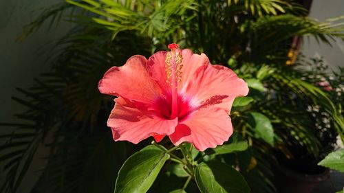 Close-up of pink hibiscus blooming outdoors