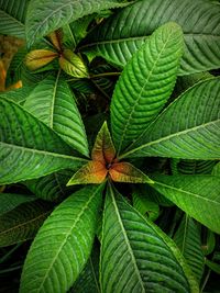 Full frame shot of green leaves