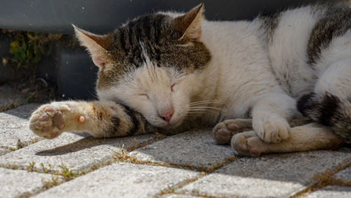 Close-up of cat sleeping on footpath