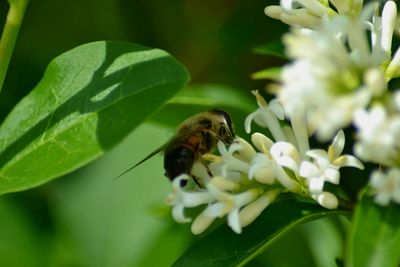 Close-up of bee on flower