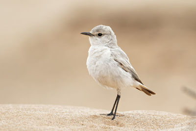 Close-up of seagull looking away