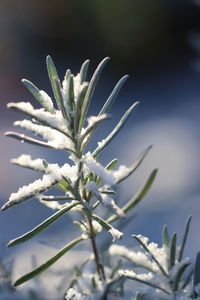 Close-up of snow on plant