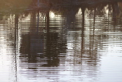 Reflection of trees in water