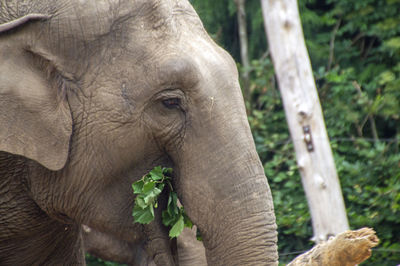 Close-up of elephant in zoo