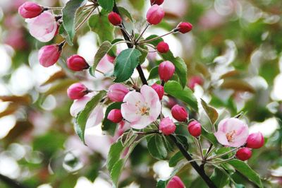 Close-up of pink flowers on branch