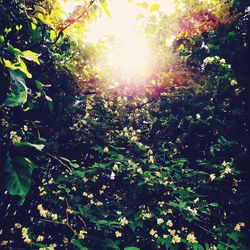 Low angle view of sunlight streaming through trees