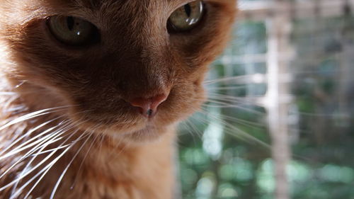 Close-up portrait of cat