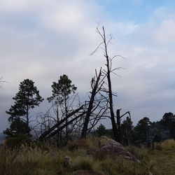 Low angle view of bare trees on field against sky