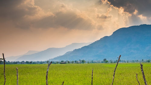 Scenic view of agricultural field against sky