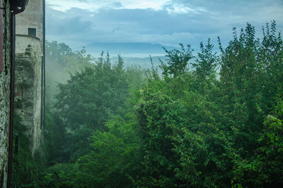 Trees in forest against sky