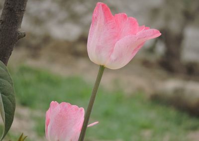 Close-up of pink flowers