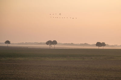 View of birds on land against sky