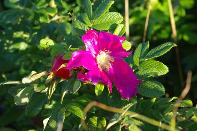 Close-up of pink flower