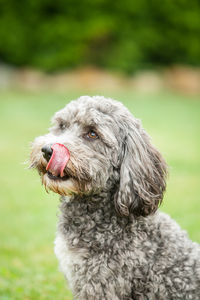 Close-up of dog looking away