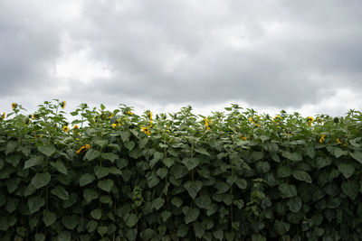 Low angle view of plants against sky