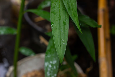 Close-up of water drops on leaf