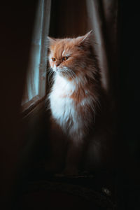 Cat looking away while sitting on window