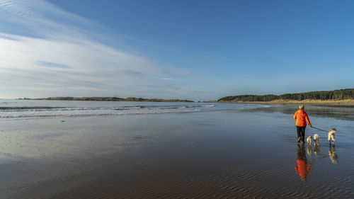 Rear view of senior woman with dogs walking on beach against sky