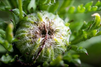 Close-up of green plant