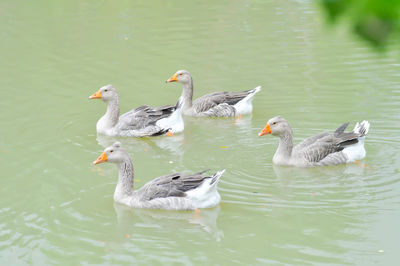 Ducks swimming in lake