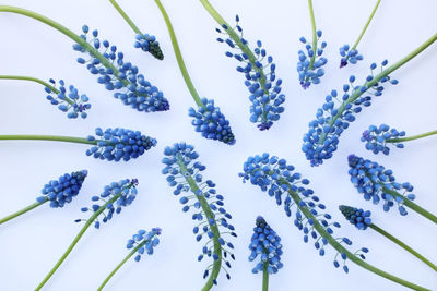 Low angle view of flowering plant against blue background