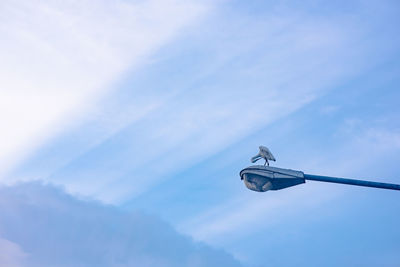 Low angle view of bird perching on street light against sky