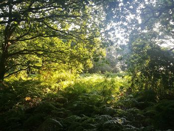 Trees in forest