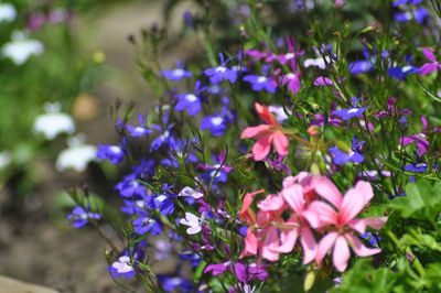 Close-up of purple flowering plants