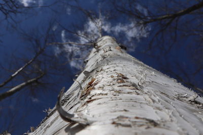 Low angle view of tree trunk during winter