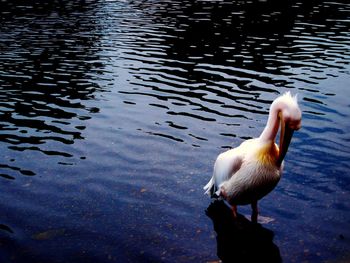 High angle view of duck swimming in lake