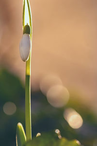 Close-up of plant growing outdoors