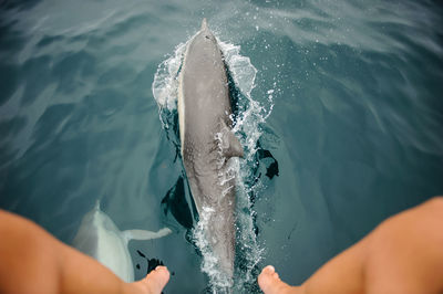 Dolphins swimming in sea