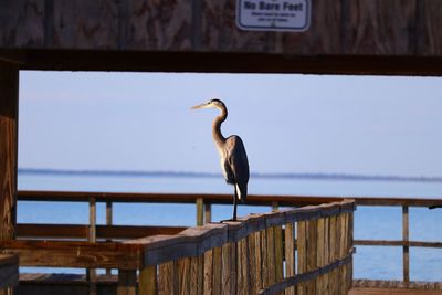 Gray heron perching on railing against sea