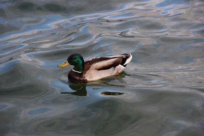 High angle view of mallard duck swimming in lake