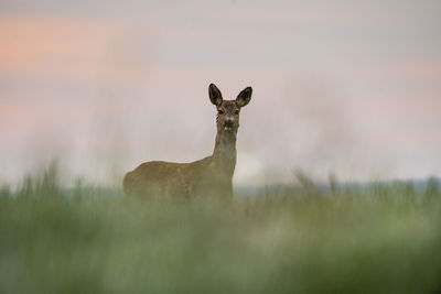 Portrait of lizard on a field