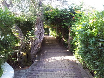 Footpath in garden