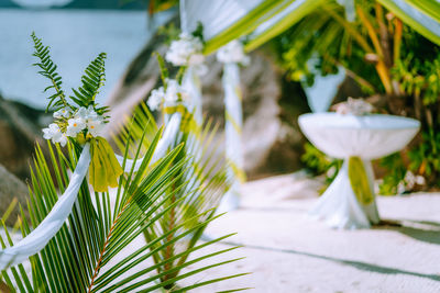 Close-up of white flowering plant