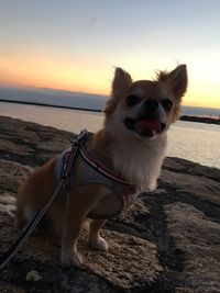 Dog by sea against sky during sunset