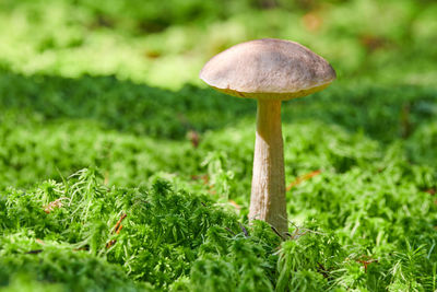 Close-up of mushroom growing on field