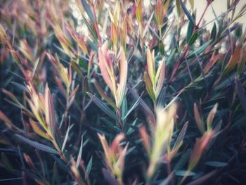 Close-up of stalks in field