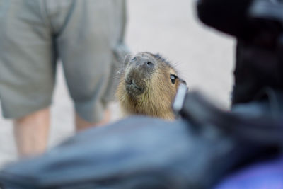 Close-up of man feeding outdoors