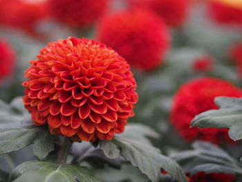 Close-up of red dahlia