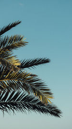 palm tree