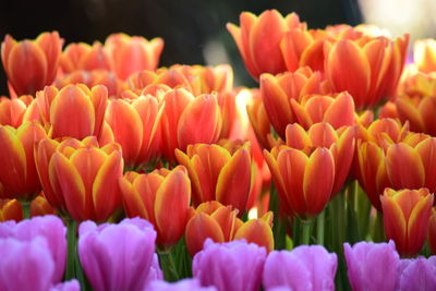 Close-up of tulips in field