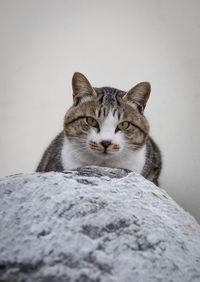 Close-up of a cat looking away