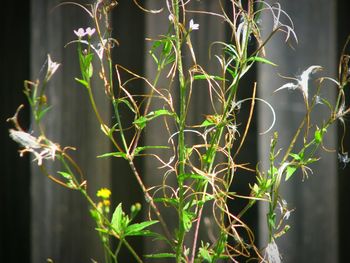 Close-up of bamboo plants