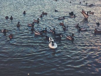 Full frame shot of leaves