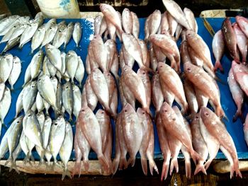 Close-up of fish for sale in market